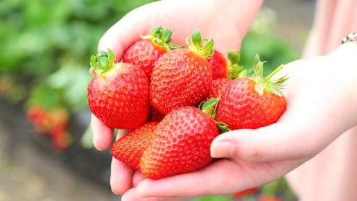 <Web割対象商品>【キングツアーバス旅】三浦河津桜と豪華9種海鮮丼&いちご狩り〔立川・聖蹟桜ヶ丘・新百合ヶ丘発〕3